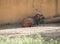 Bongo resting in the shade, Tragelaphus eurycerus