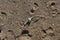 Bonito Dorsal Vertebra at Zahara de los Atunes