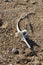 Bonito Dorsal Vertebra at Zahara de los Atunes