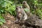 Bonnet Macaque family (Macaca fascicularis)