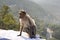 The Bonnet macaque, India