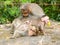 A Bonnet Macaque - Indian Monkey - Family with Mother, Father and a Young Active Mischievous Baby