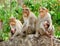 Bonnet Macaque - Indian Monkeys - Family with two Young Kids