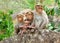 Bonnet Macaque - Indian Monkeys - Family with a Young Kid Posing on a Rock