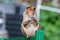 Bonnet macaque Macaca radiata exploring the taste of milk powder