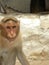Bonnet macaque, Macaca radiata monkey