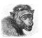 Bonnet macaque, Macacus sinicus / Antique engraved illustration from Brockhaus Konversations-Lexikon 1908
