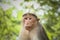 Bonnet Macaque middle aged monkey