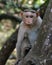 bonnet macaque monkey (Macaca radiata), also known as zati,