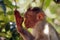 bonnet macaque monkey (Macaca radiata) raising hand in close up