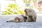 Bonnet Macaque monkeys cleaning one another on the roof