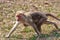 Bonnet Macaque Mother and Baby Running