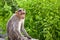 Bonnet Macaque on a Stone