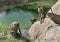 Bonnet Macaques on the rocks