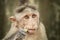 Bonnet Middle aged Macaque Monkey