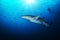 Bonnethead shark with silhouette of scuba diver