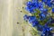 Bonny sunny bluebottles flowers