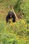 Bonobo baby monkey looking up