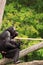 Bonobo baby monkey with mother