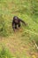 Bonobo baby monkey walking on two legs