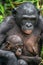 Bonobo with baby. Scientific name: Pan paniscus