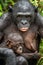 Bonobo with baby. Scientific name: Pan paniscus