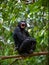 Bonobo on a branch.