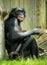 Bonobo Chimp