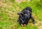 Bonobo couple sitting close together, Social and intimate human ape behavior, Endangered primate specie from Africa