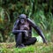 Bonobo with a cub.