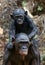 Bonobo Cub and mother.