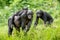 Bonobo Cub on the mother`s back