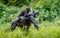 Bonobo Cub on the mother`s back .