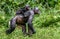 Bonobo Cub on the mother`s back. Bonobo with baby, Green natural background.