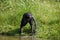 Bonobo drinking water from the lake. Democratic Republic of Congo. Lola Ya BONOBO National Park.