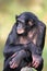 Bonobo female