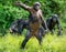 Bonobo female and Cub on the mother`s back