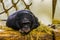 Bonobo laying in some hay in closeup, human ape, pygmy chimpanzee, endangered animal specie from Africa