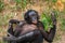 Bonobo lying on the grass. Democratic Republic of Congo. Lola Ya BONOBO National Park.