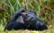 Bonobo lying on the grass. Democratic Republic of Congo. Lola Ya BONOBO National Park.