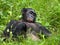 Bonobo lying on the grass. Democratic Republic of Congo. Lola Ya BONOBO National Park.