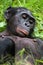 Bonobo lying on the grass. Democratic Republic of Congo. Lola Ya BONOBO National Park.