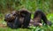 Bonobo lying on the grass. Democratic Republic of Congo. Lola Ya BONOBO National Park.