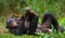 Bonobo lying on the grass. Democratic Republic of Congo. Lola Ya BONOBO National Park.