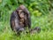 Bonobo male on Green natural background.