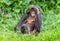 Bonobo male on the Green natural background.