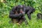 The Bonobo male sitting on the grass and licks his hand.