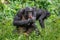 The Bonobo male sitting on the grass and licks his hand. Green natural background.