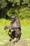 Bonobo monkey mother and child