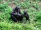 Bonobo mother and child eating fruit